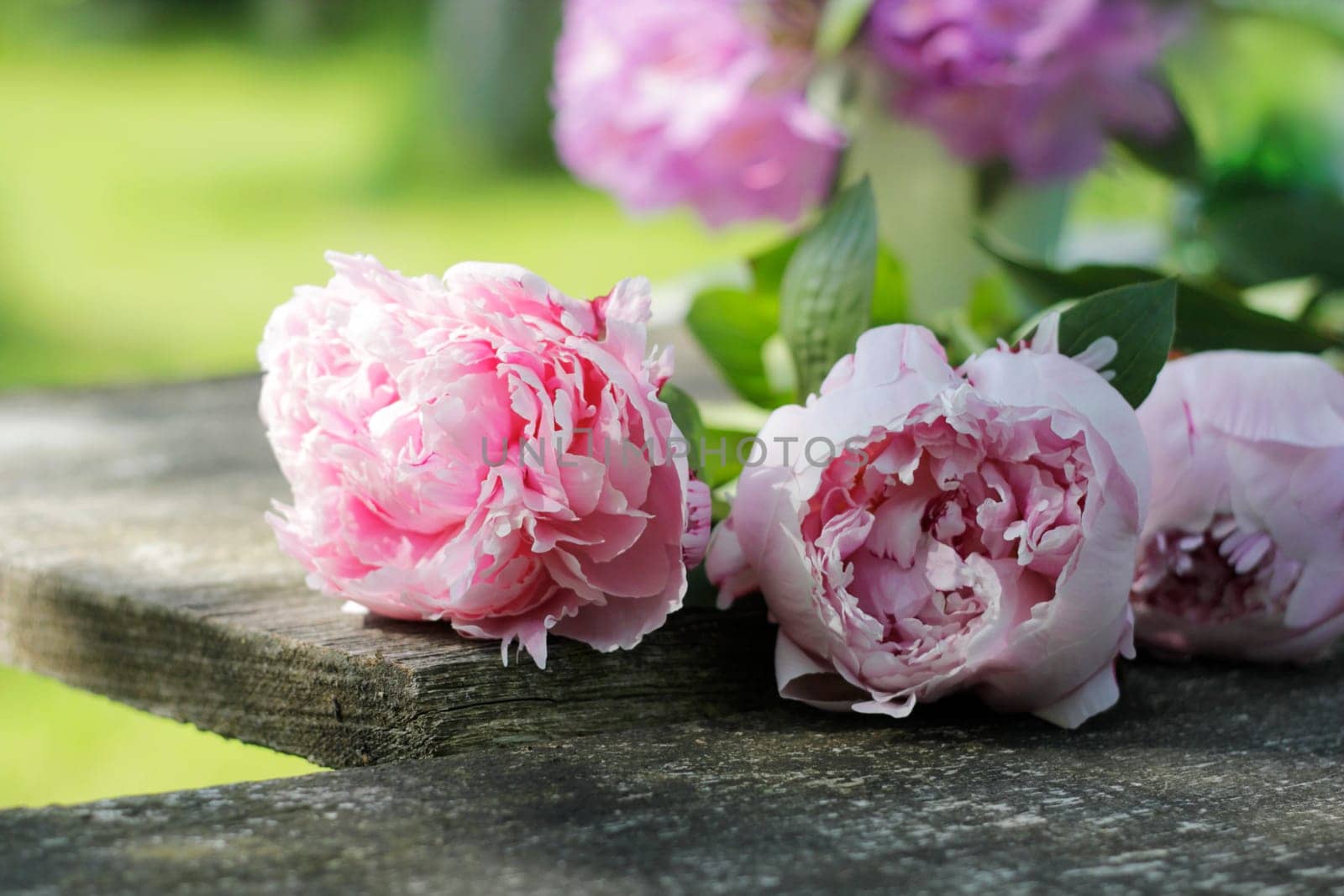 Peonies on an old garden table