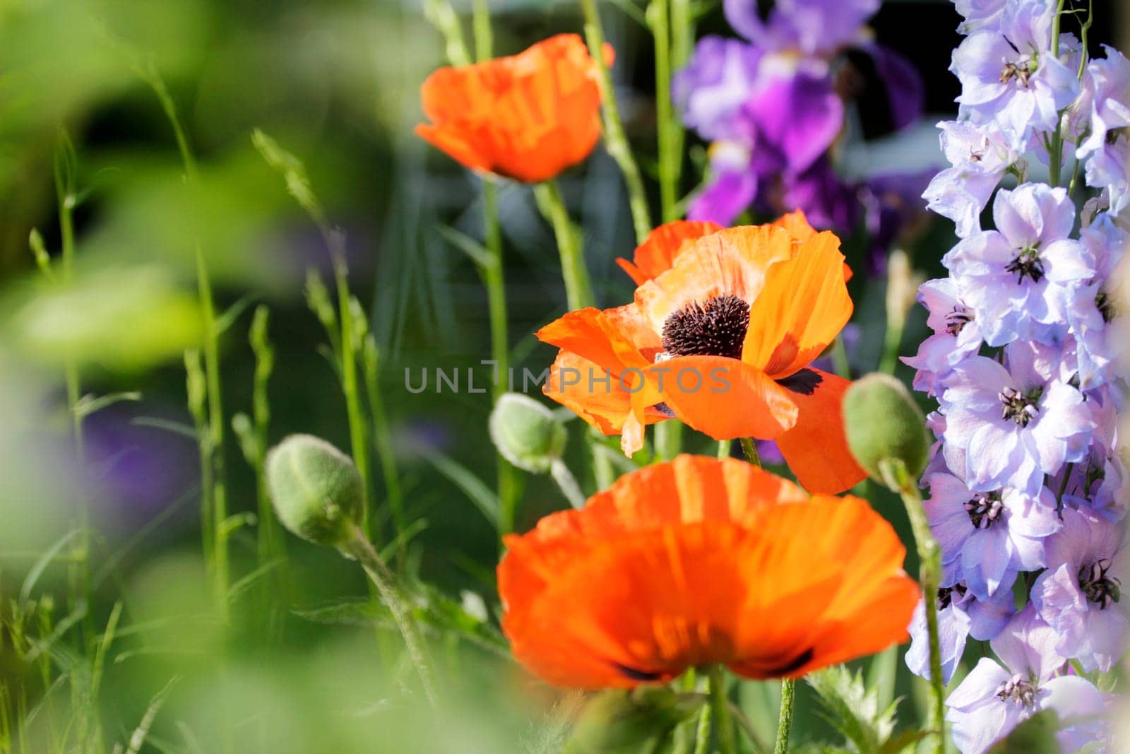 Poppy seeds with capsules and larkspur