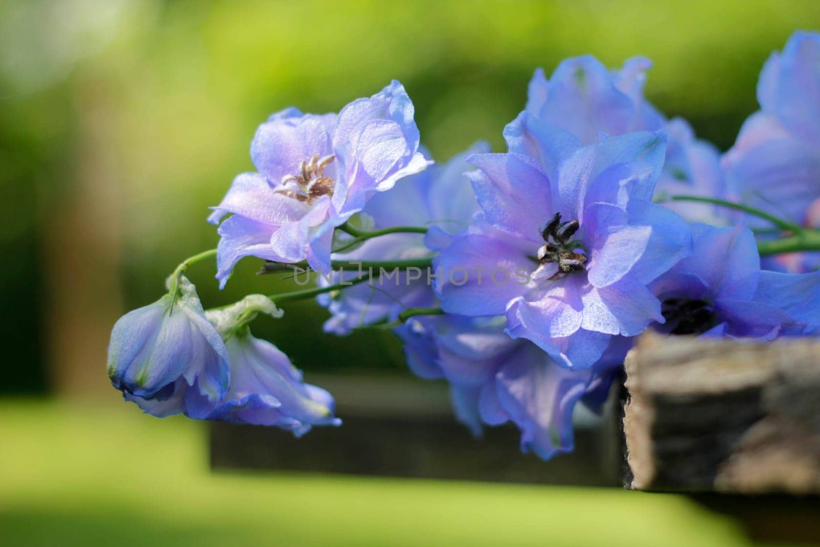 Delphinium - Larkspur on old wood