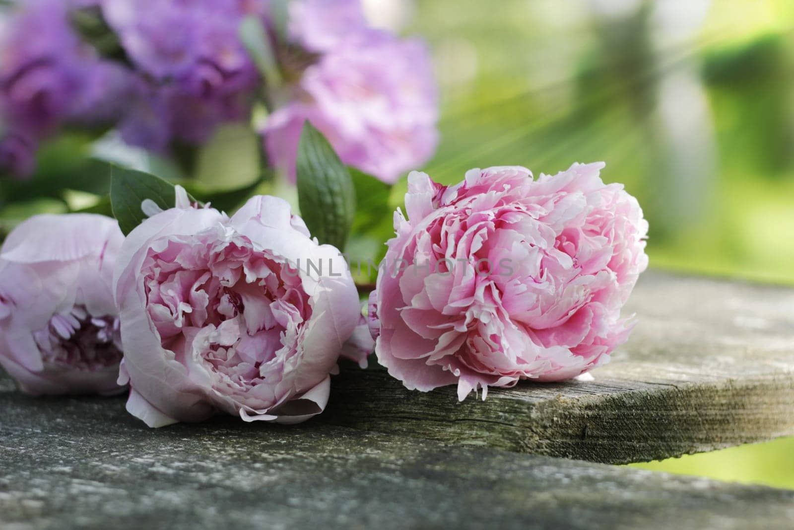 Arrangement of fresh garden flowers
