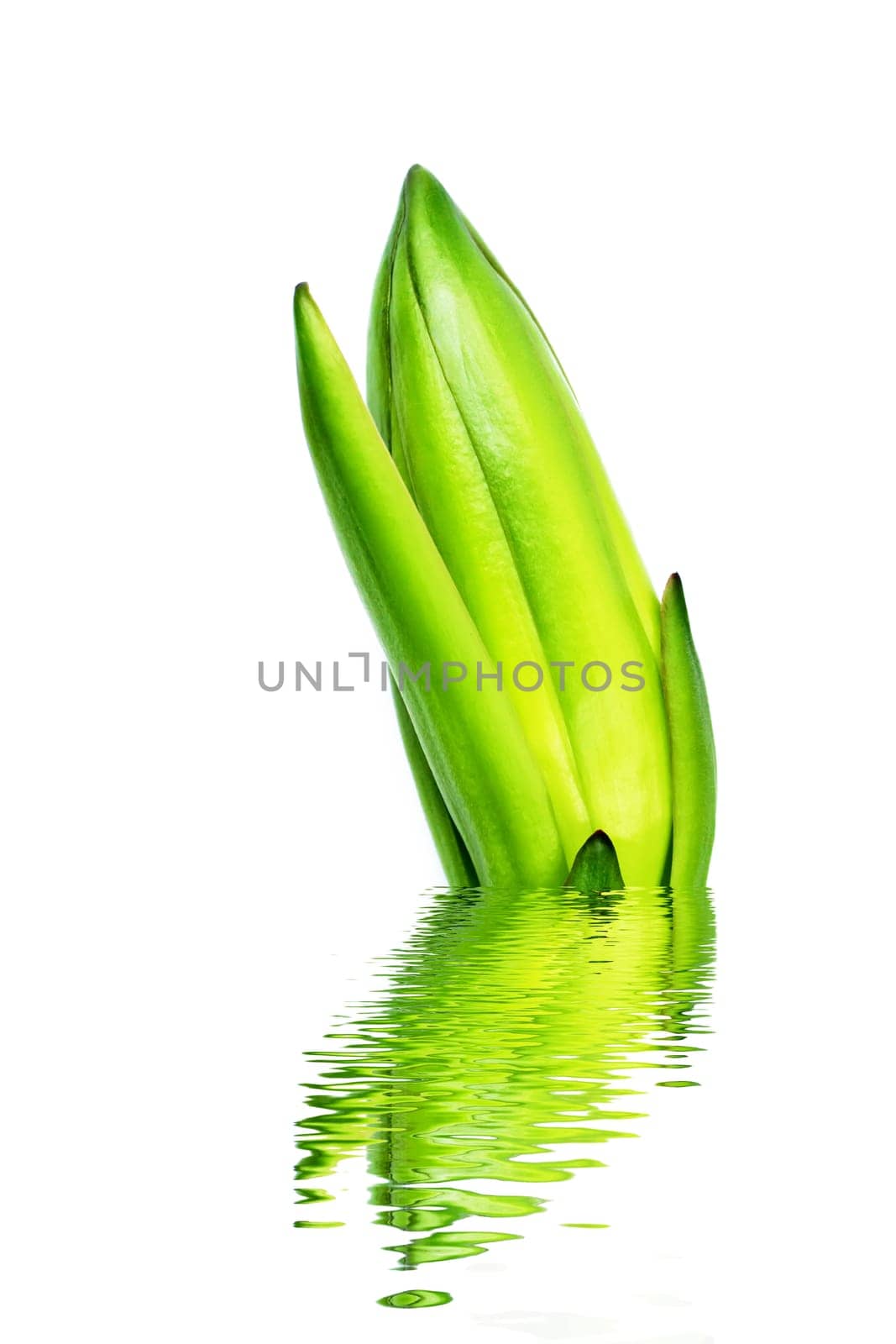 dragon fruit bud