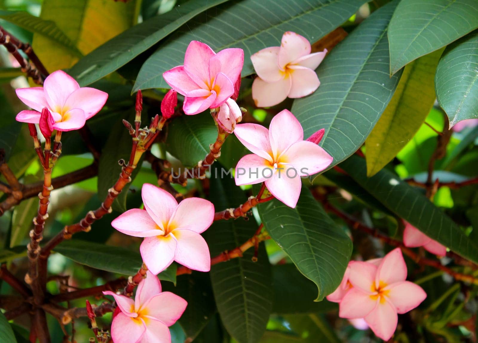 beautiful pink flowers in the garden