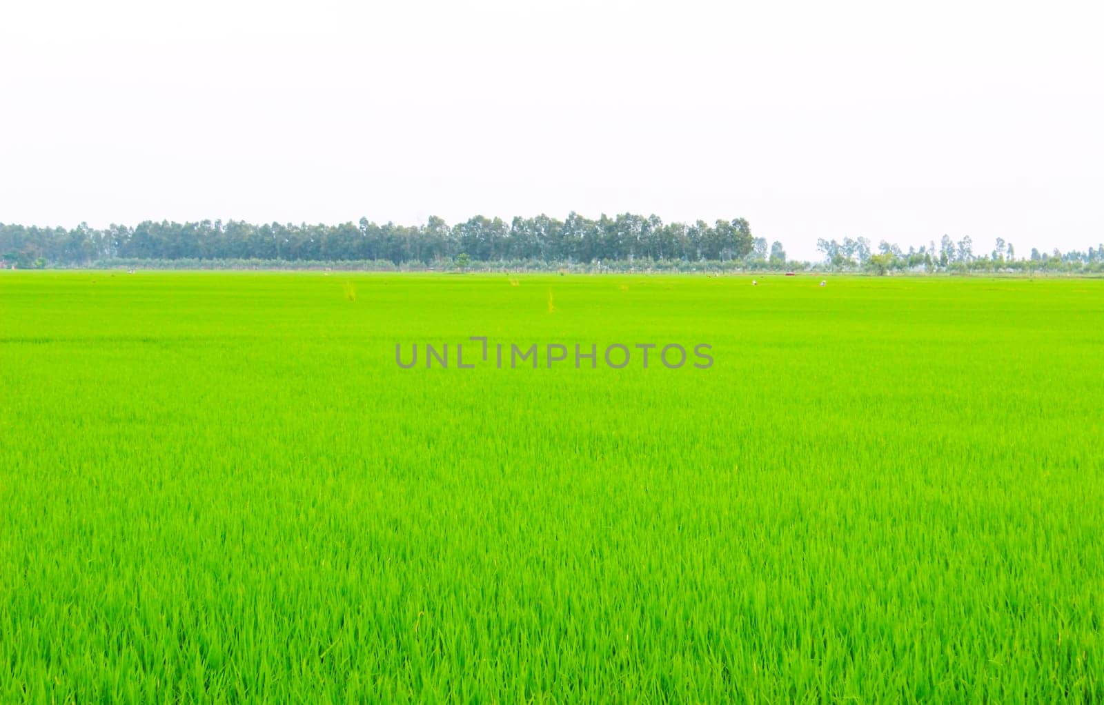 Green field under blue sky