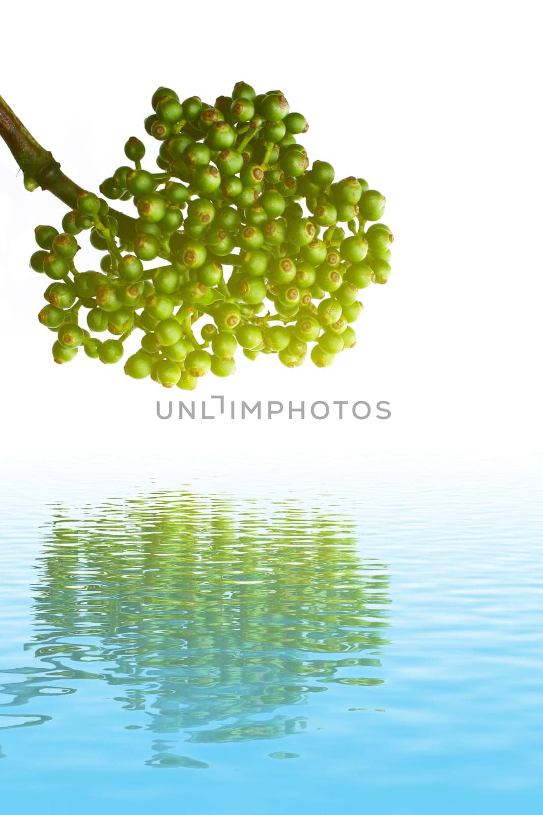 green fruit