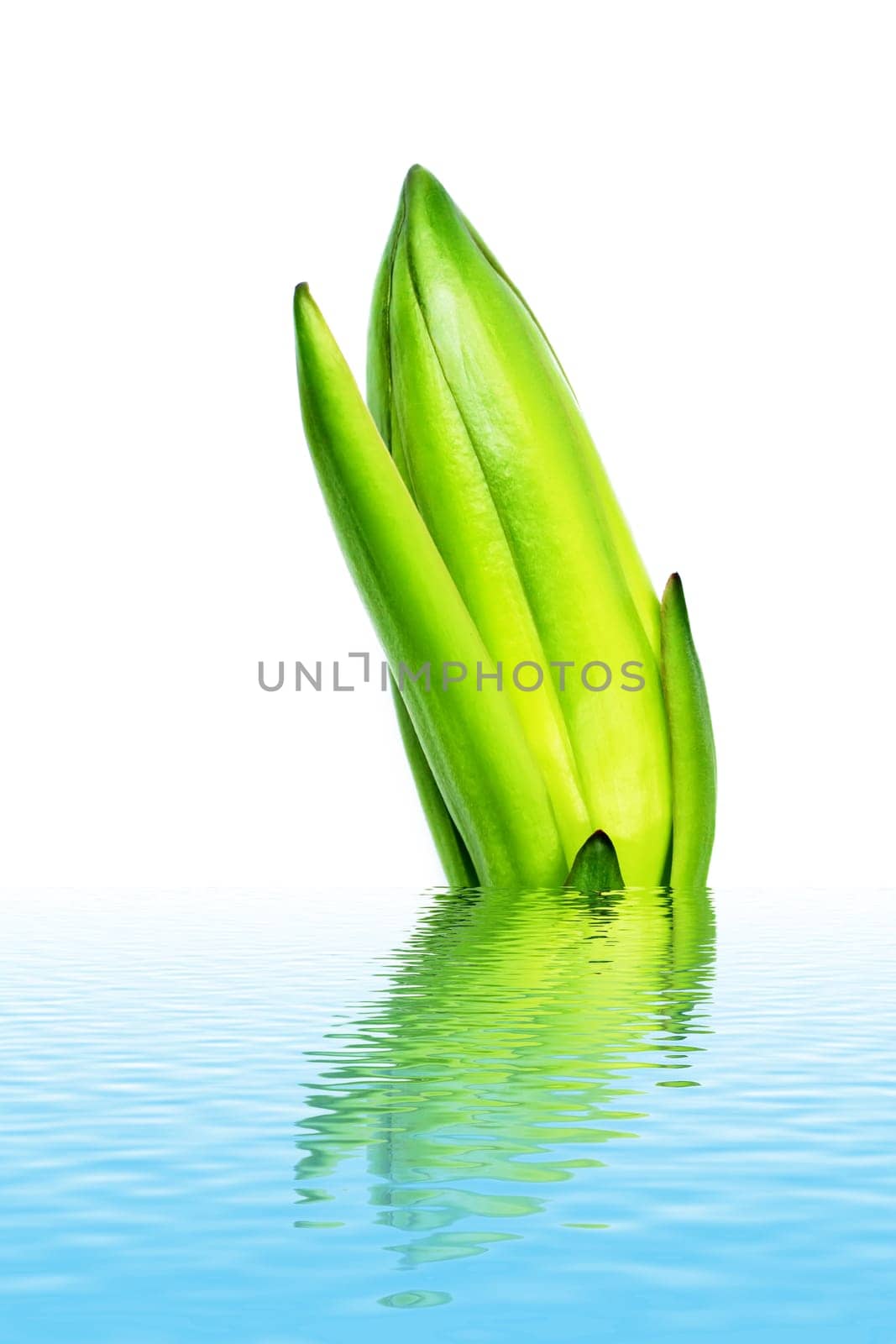 dragon fruit bud