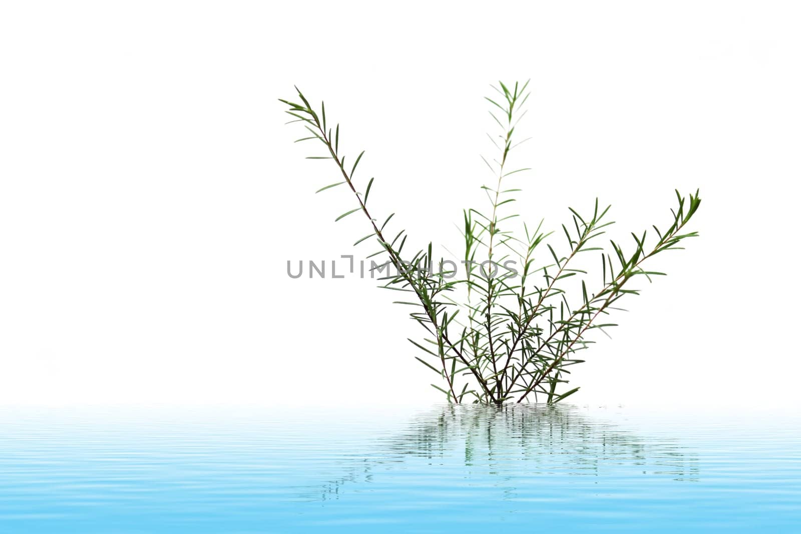 fresh green leaf isolated on white background