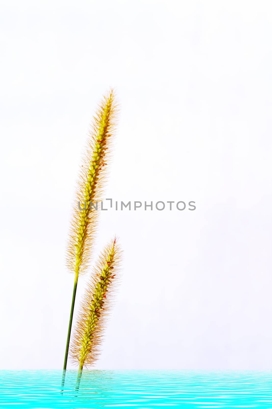 grass isolated on white background