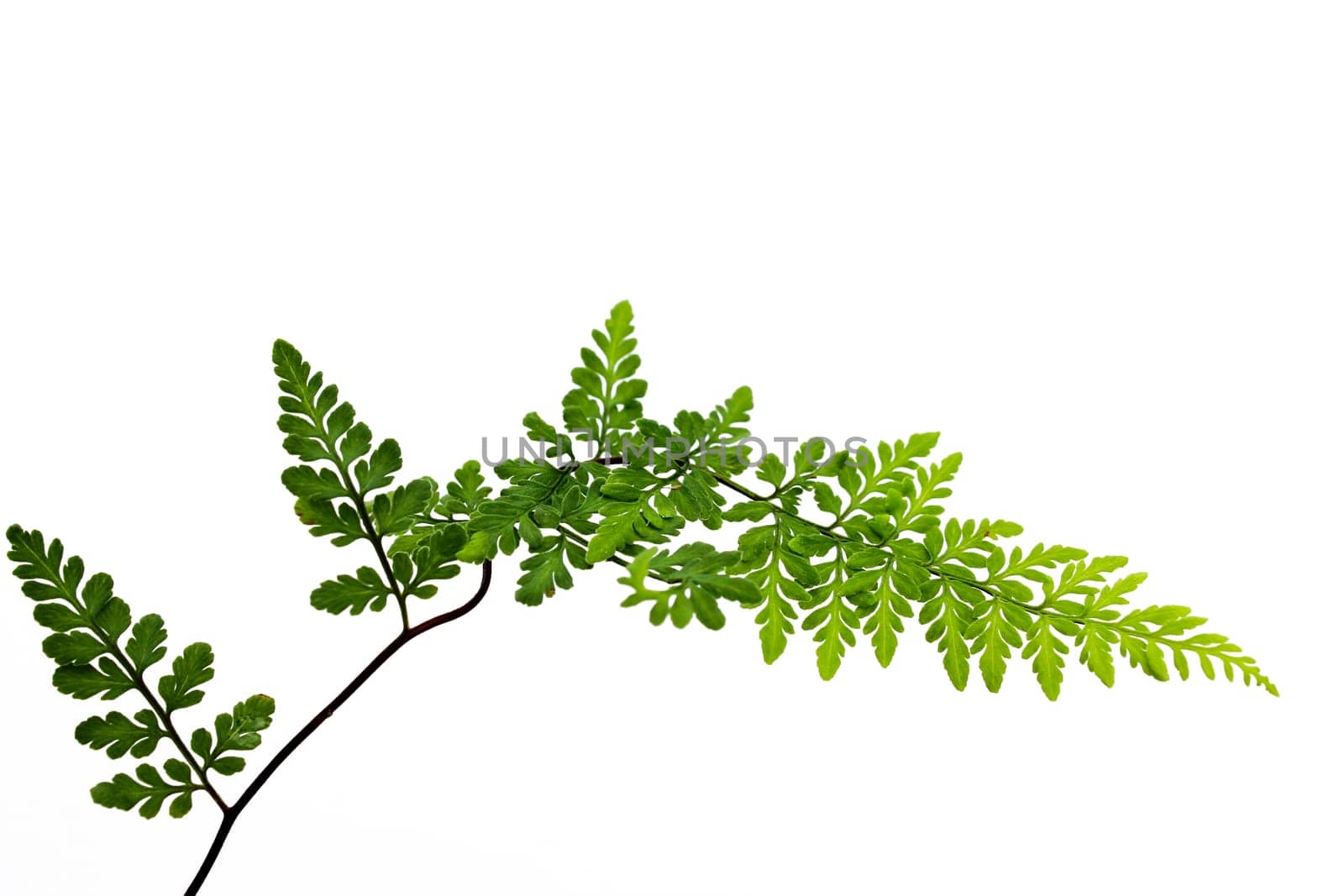 green leaf isolated on a white background