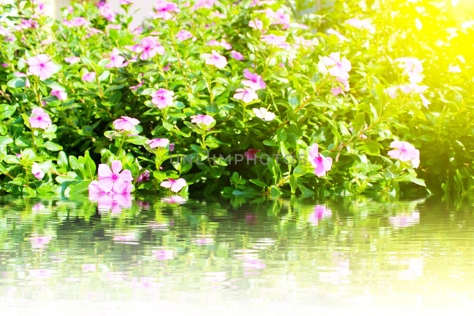 beautiful pink flowers in the garden