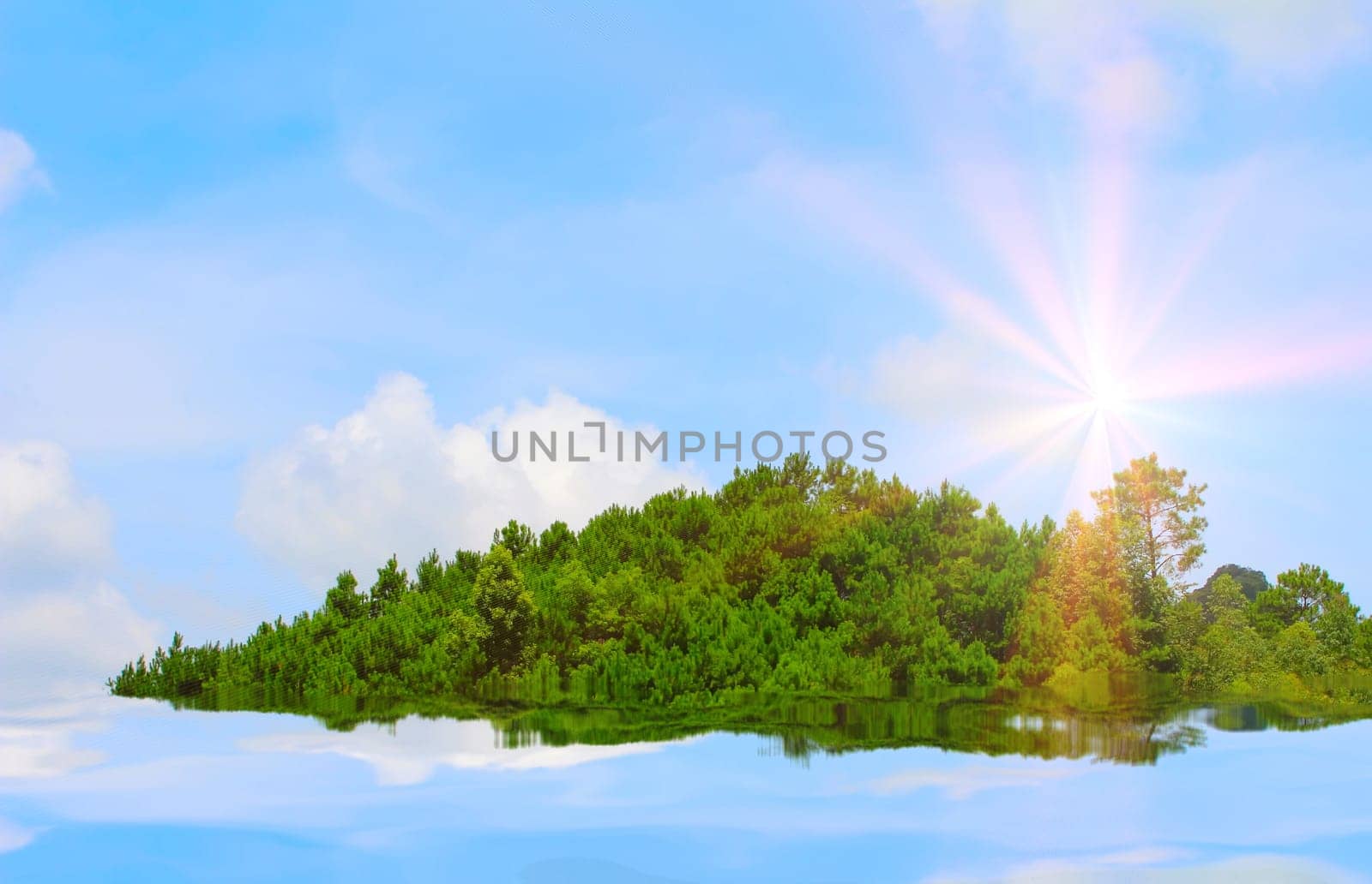 pine forest