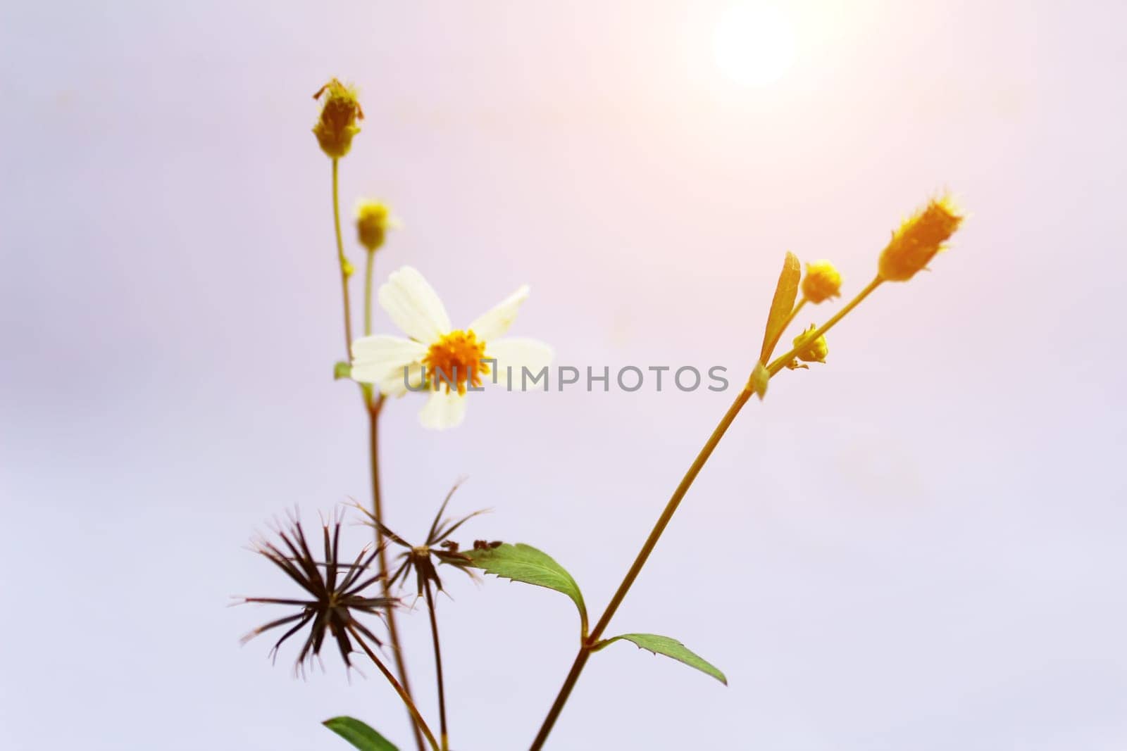 White  Flower