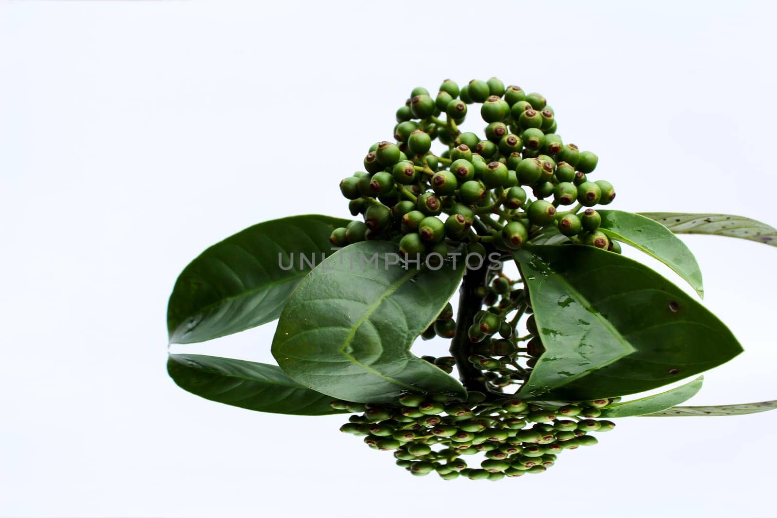 fresh green fruit isolated on a white background