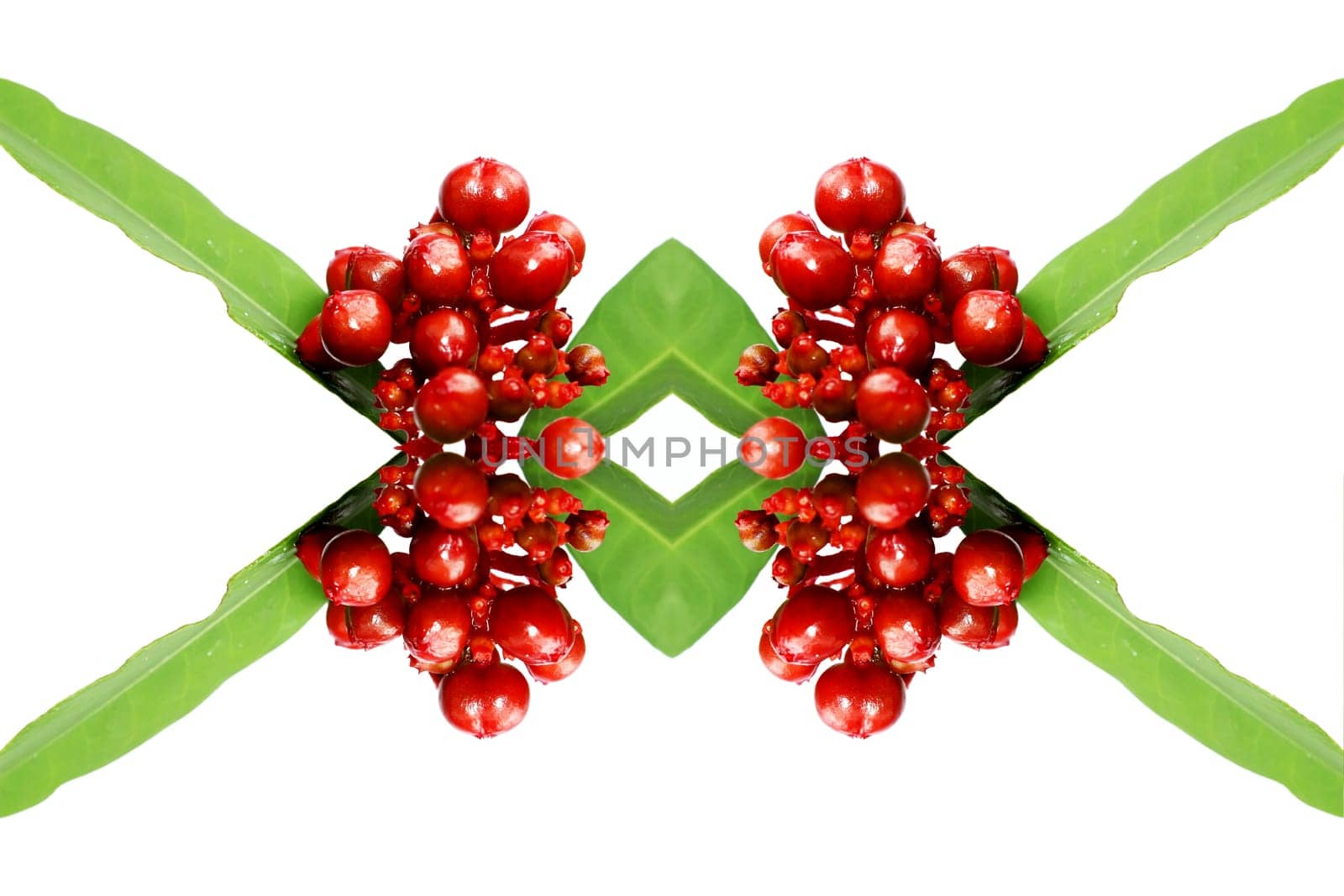 red wild fruit isolated on white