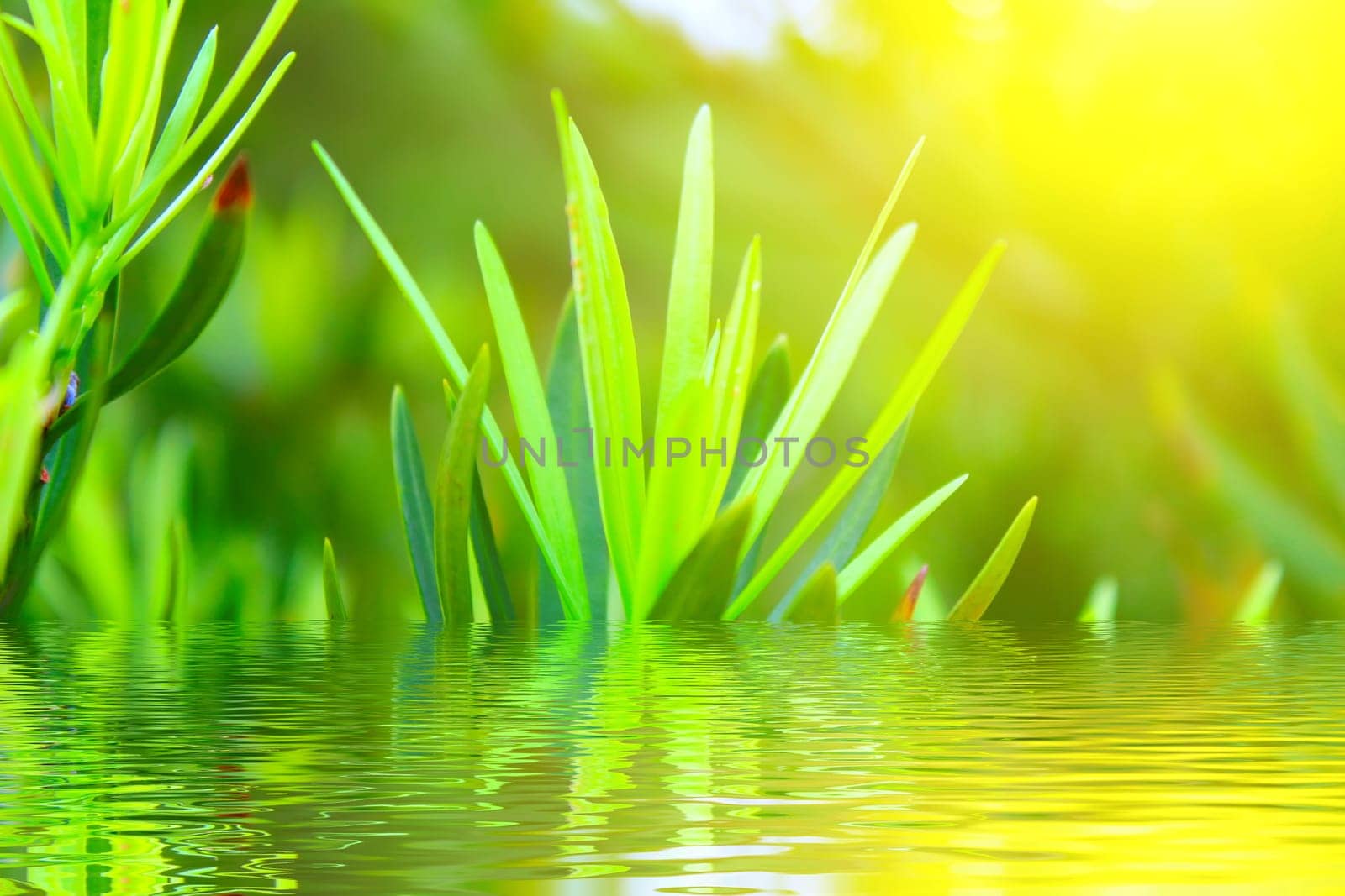 Green bud