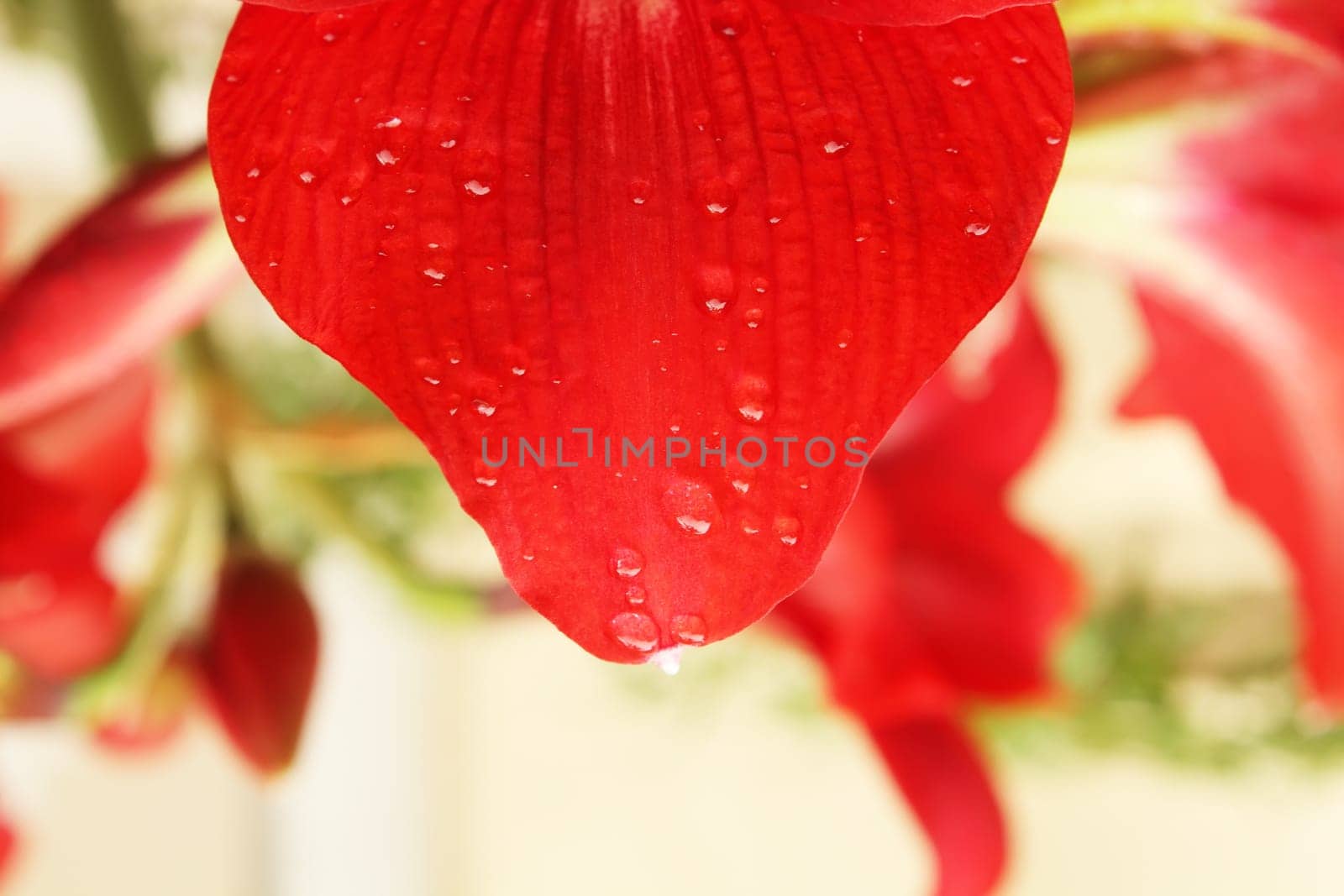 red lily close up