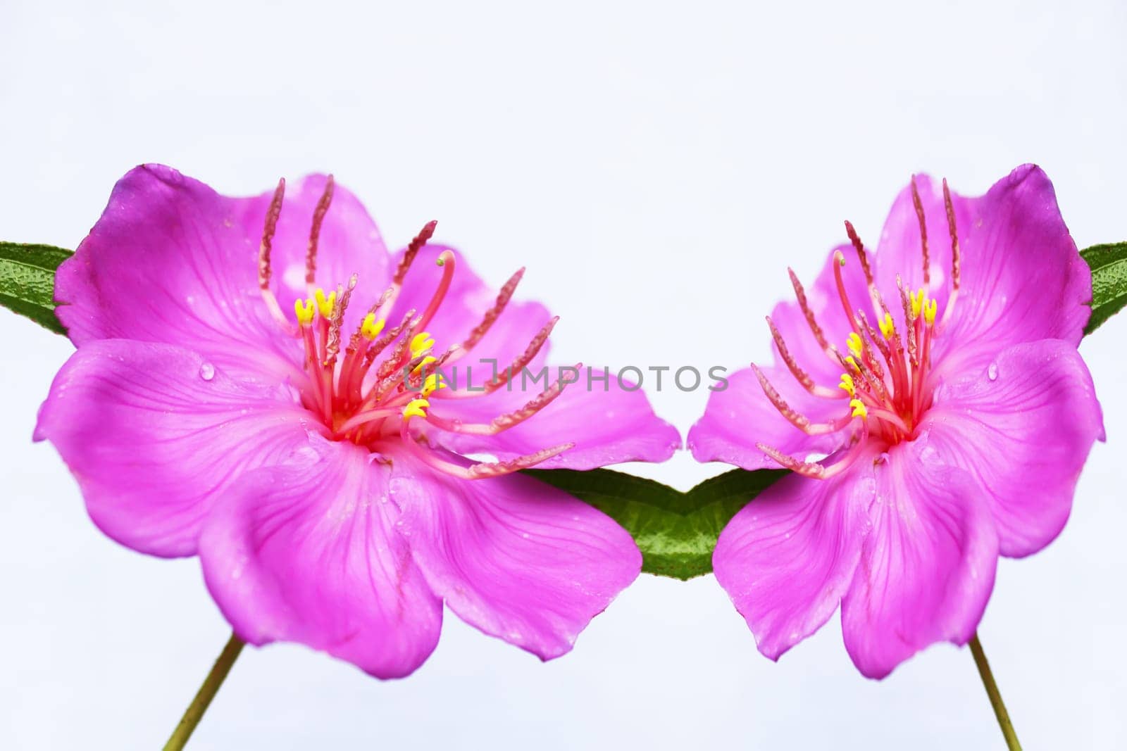Pink  flower