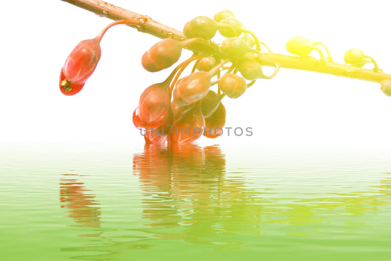 Flowers Design