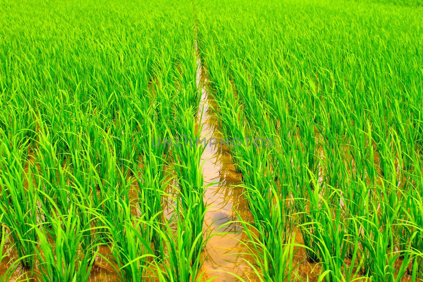 paddy rice in field