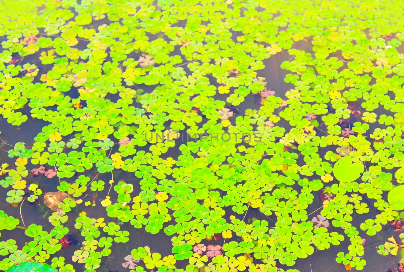 Beautiful water lily