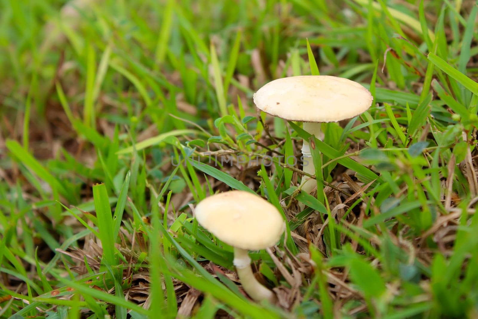 mushroom in nature