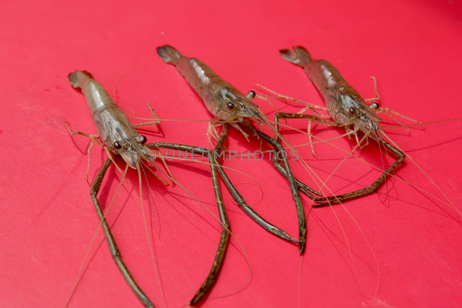 Fresh Shrimp