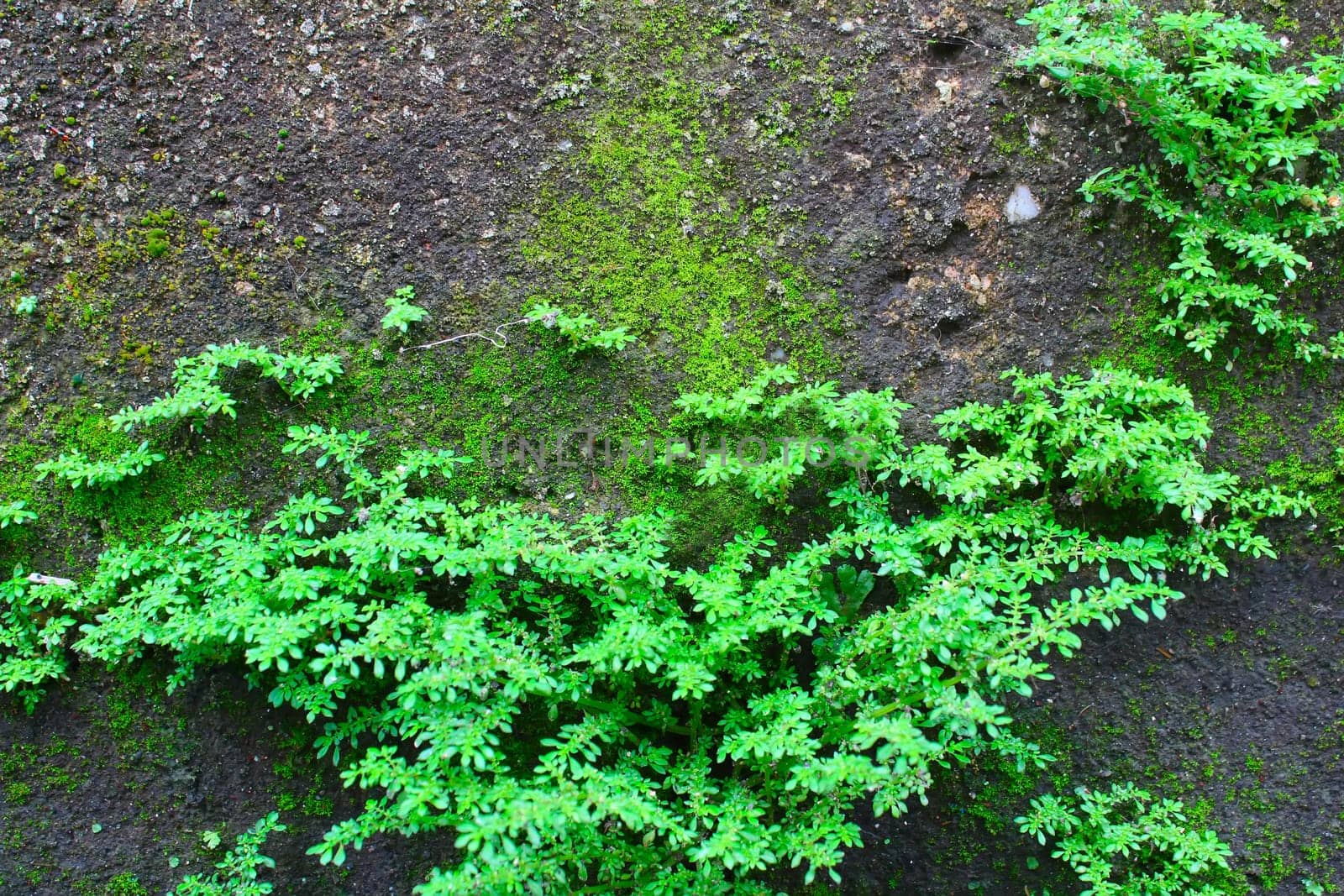 Shrubs fern Background
