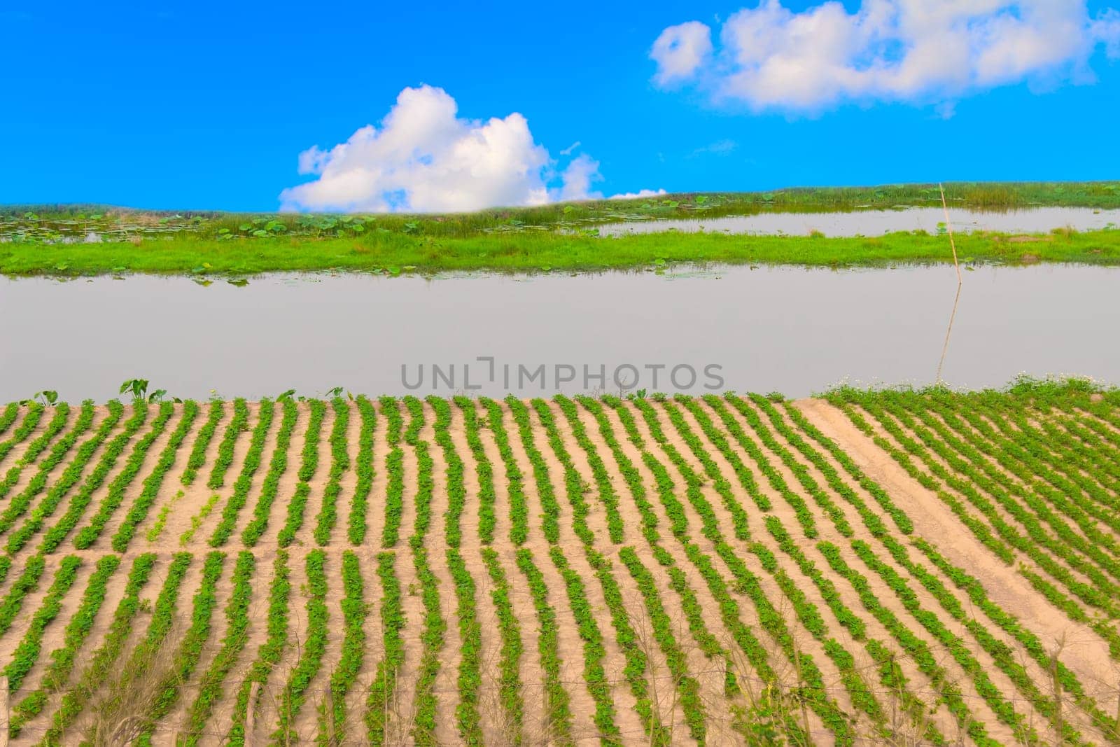 Green field under blue sky