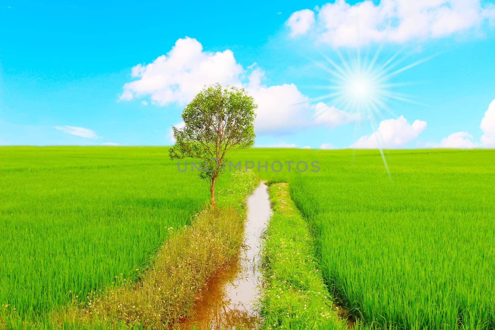 Green field under blue sky