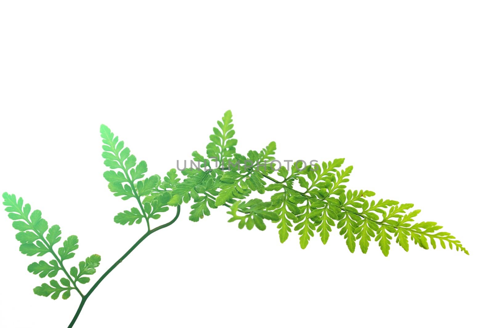 green leaf isolated on a white background