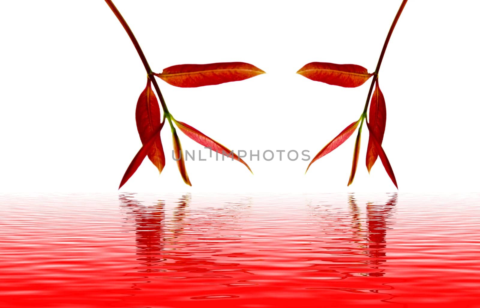 red leaves in autumn