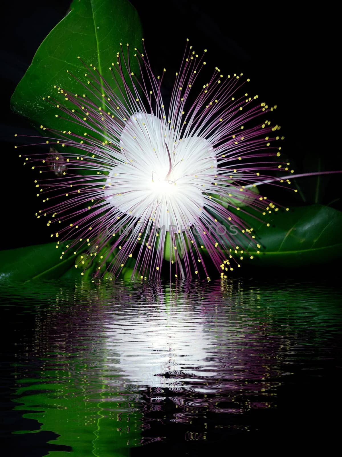 purple flower on a black background