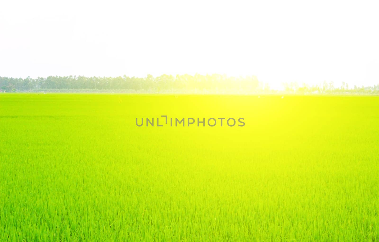 Green field under blue sky