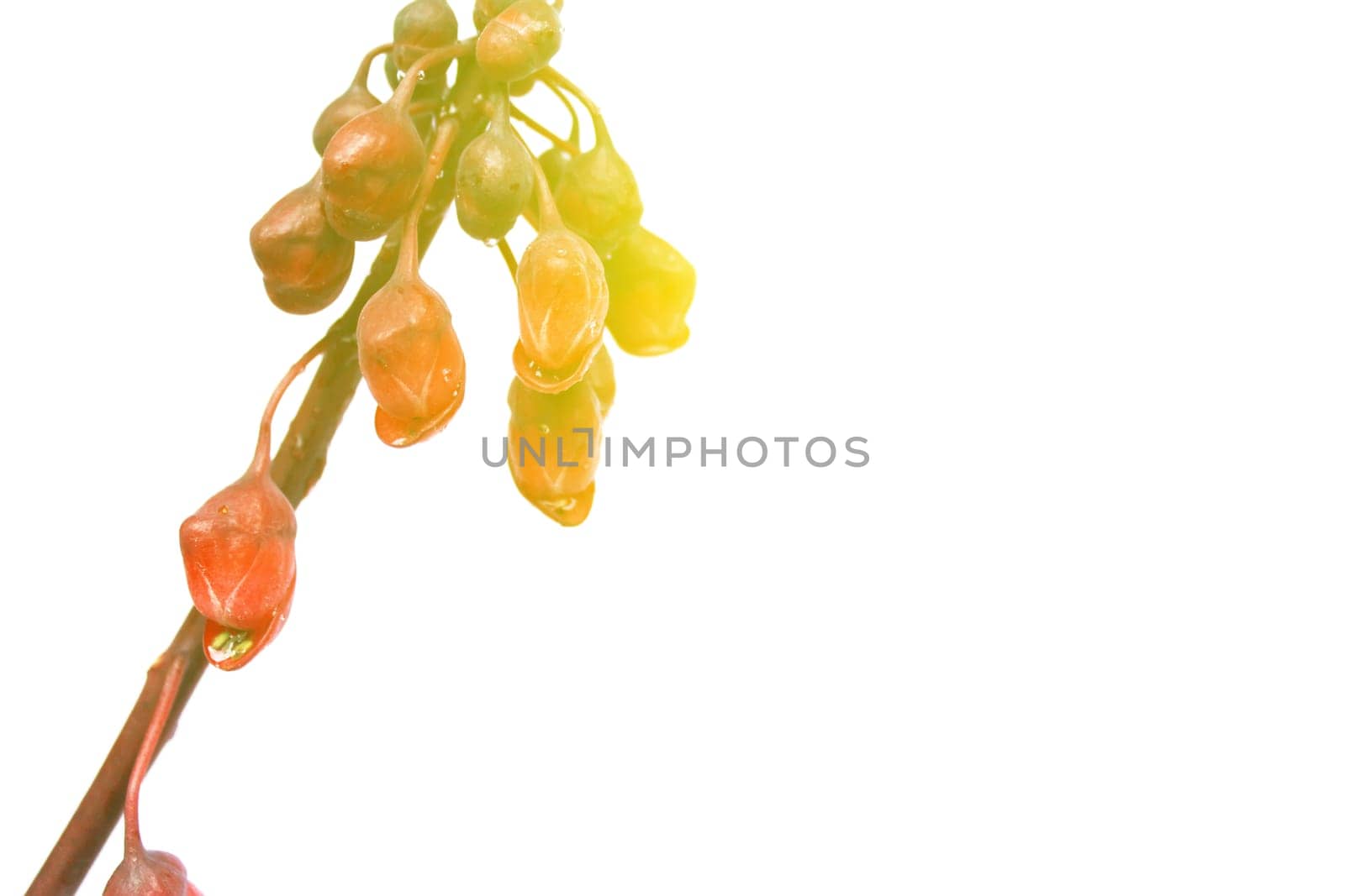 Flowers Design