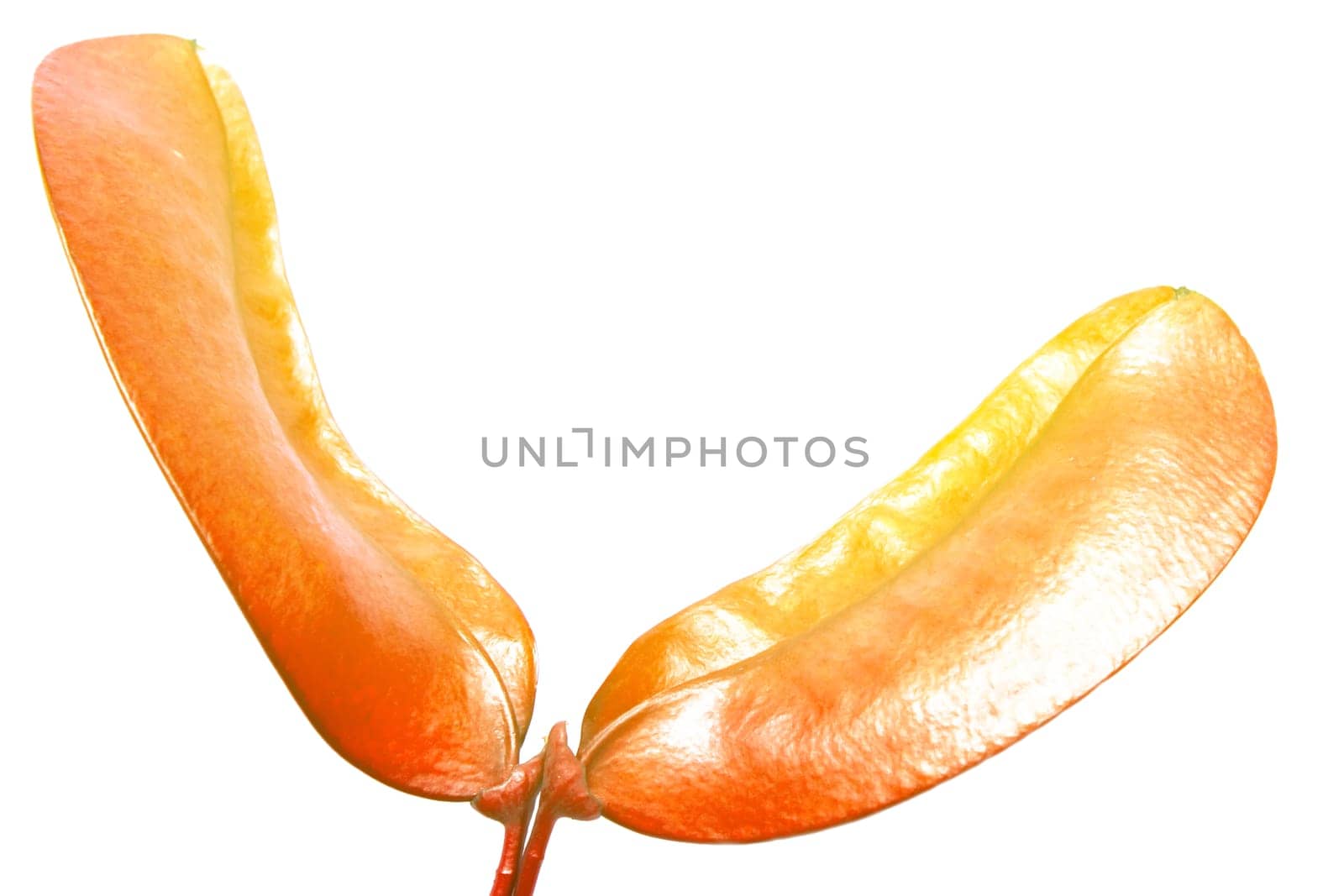 Dried red hot  isolated on white