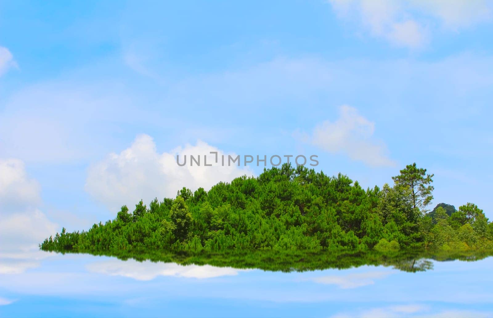 pine forest