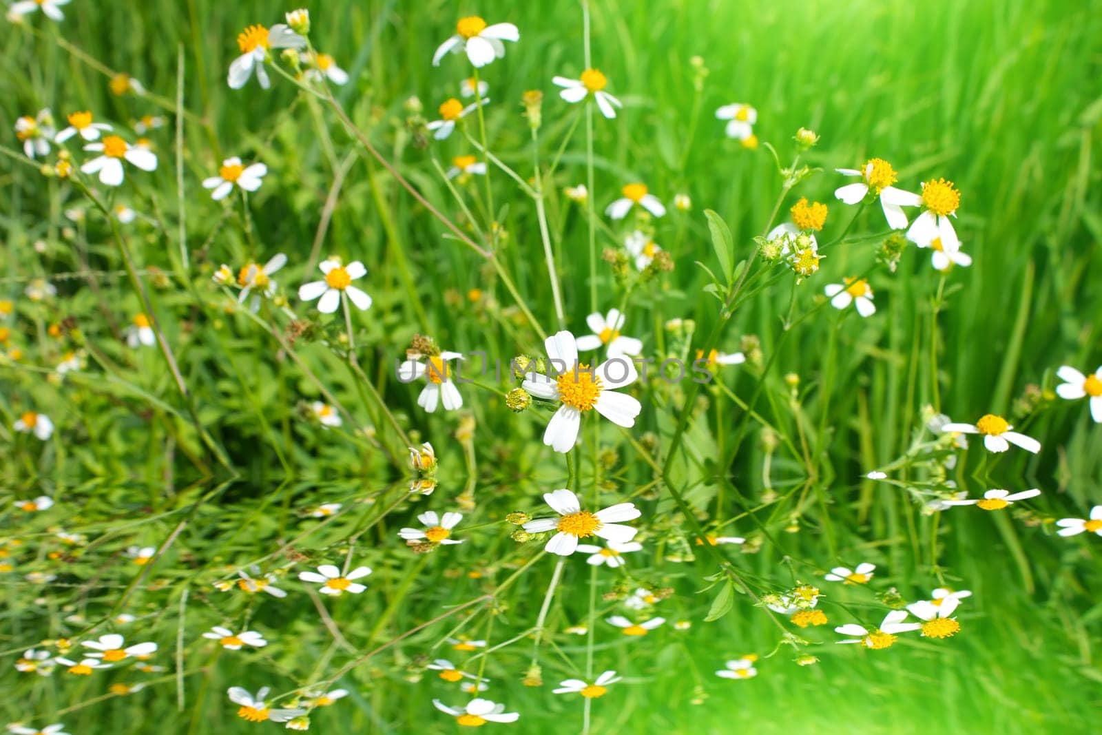 White flowers blooming