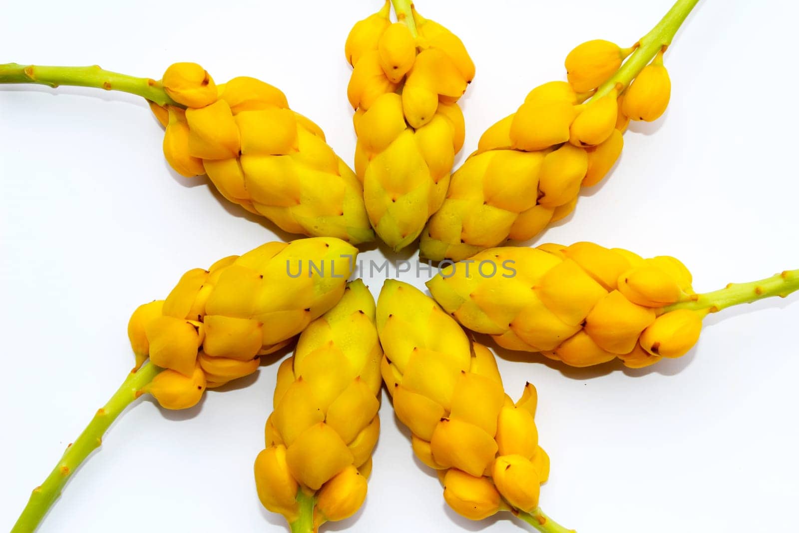 yellow flower isolated on white background