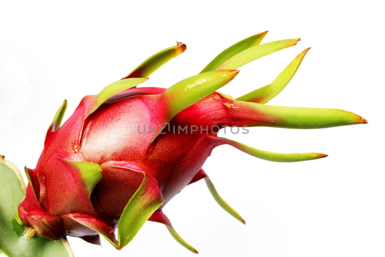 dragon fruit on a tree