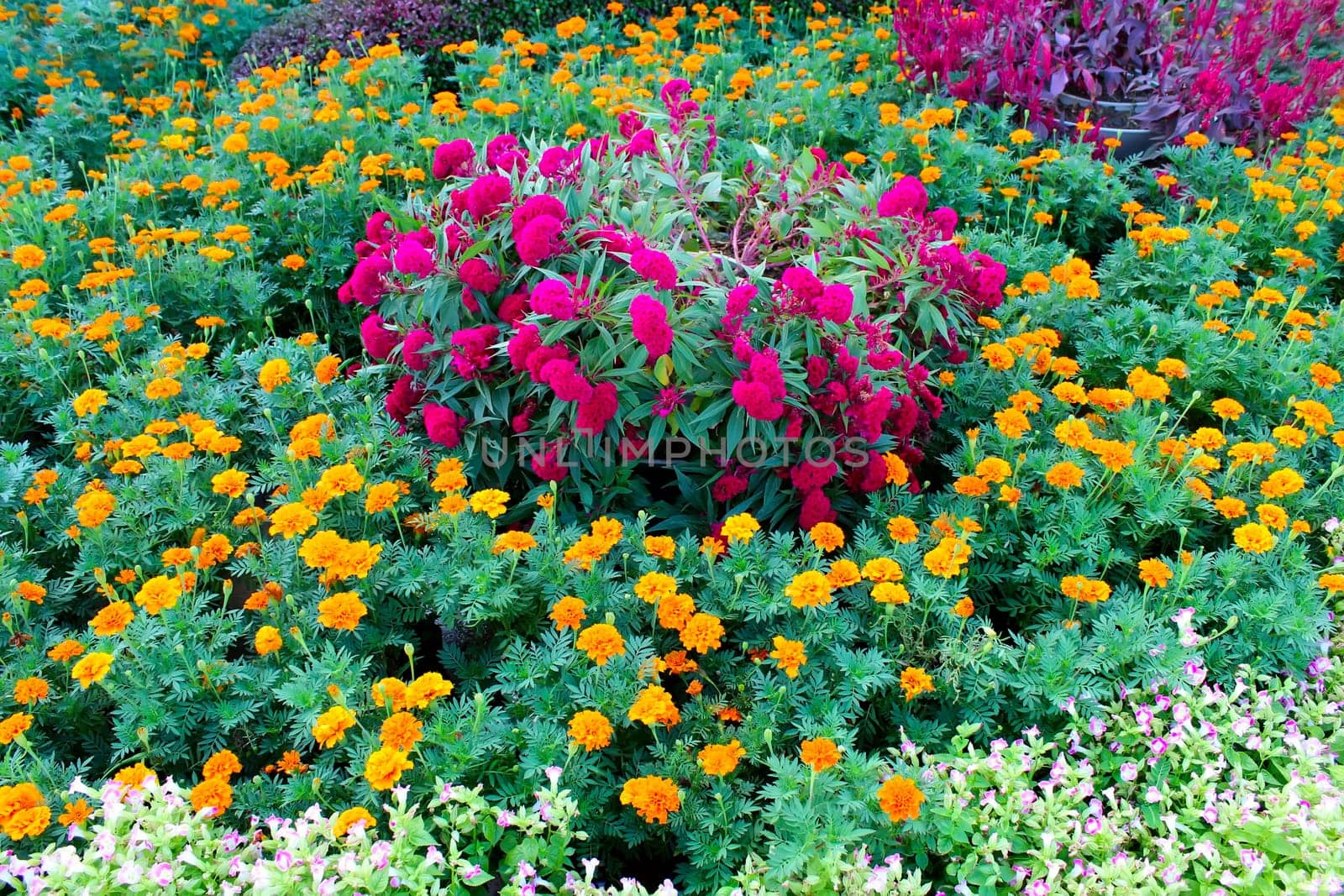 flower garden background