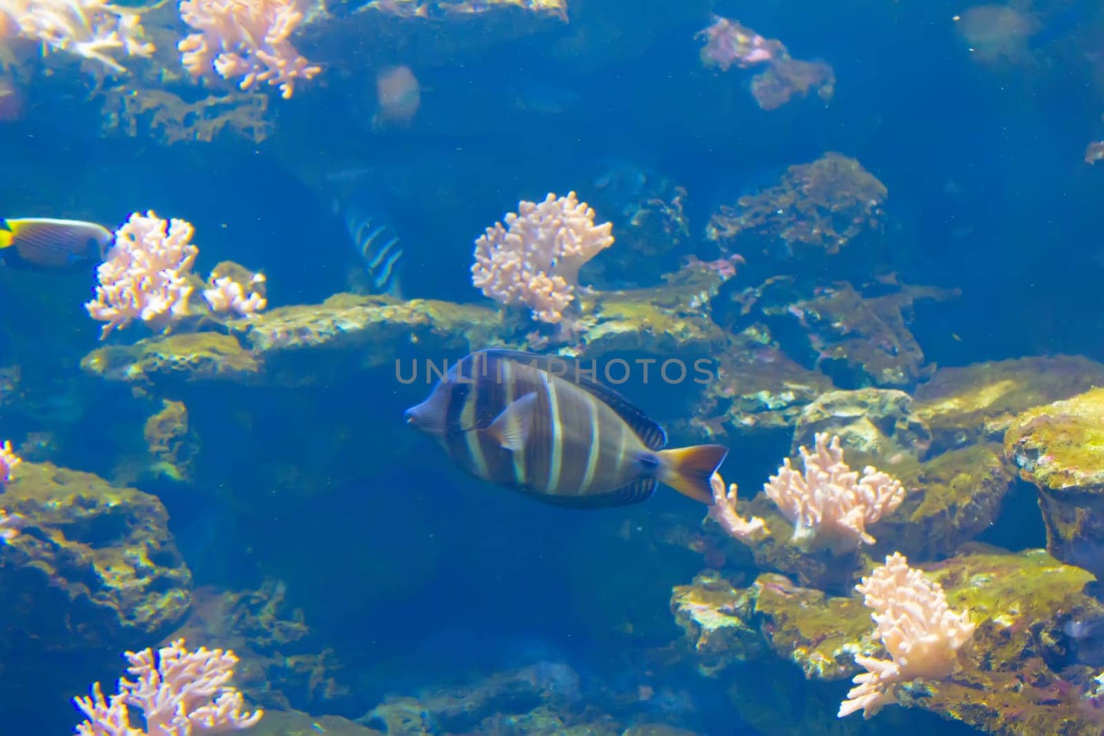 A anemonefish in colorful anemone