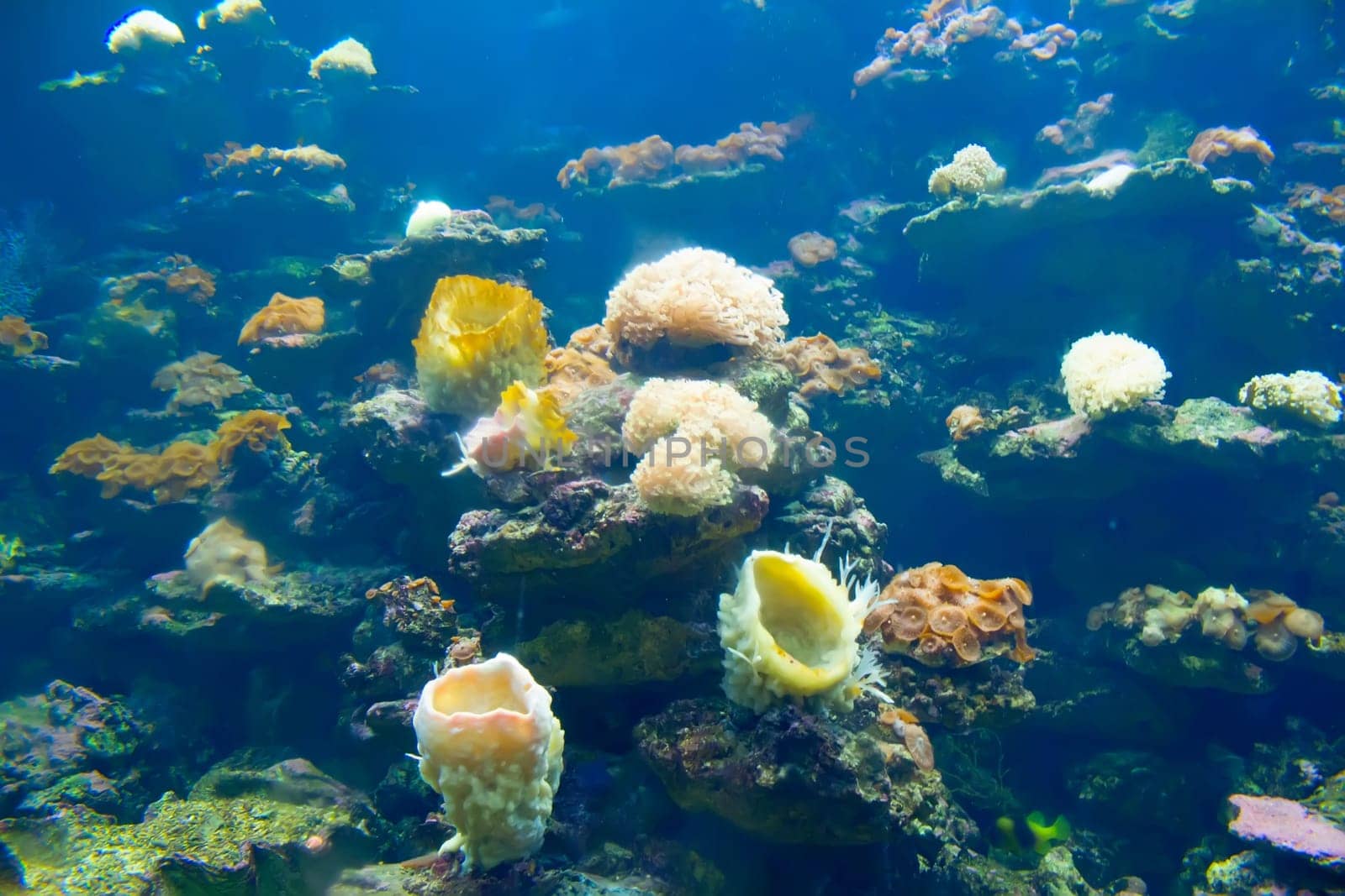 coral and ocean