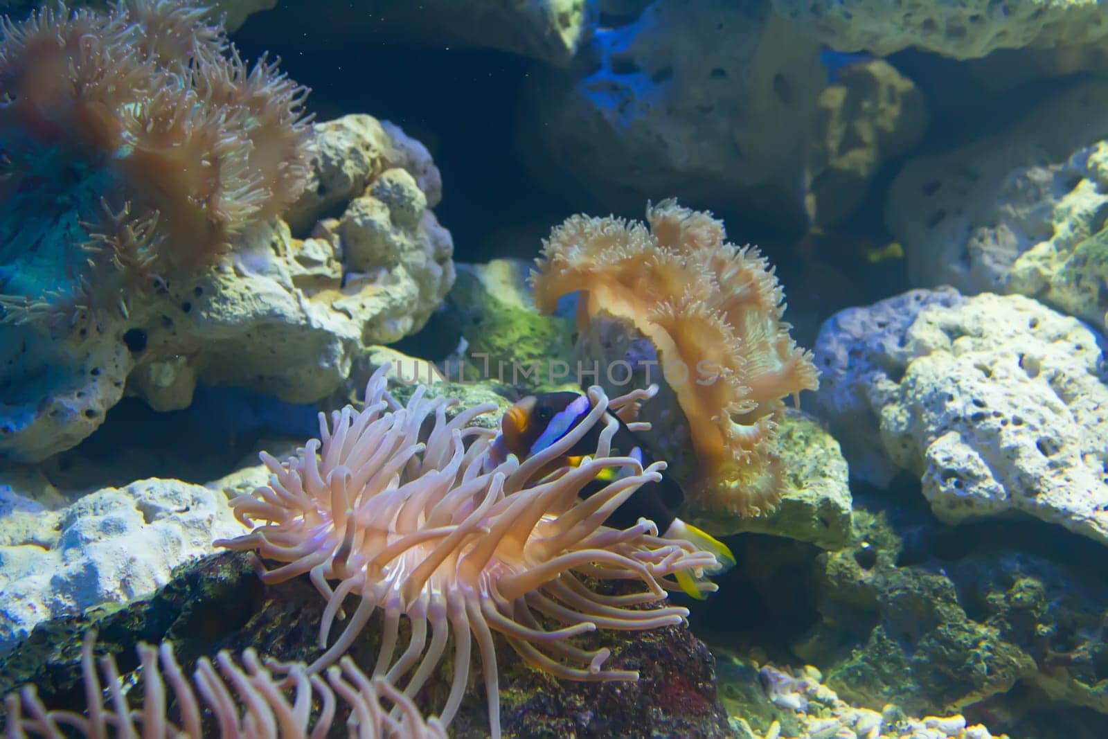 coral and ocean