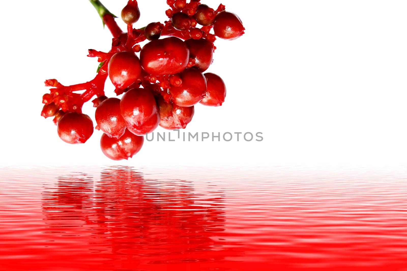 red berries of viburnum isolated on white