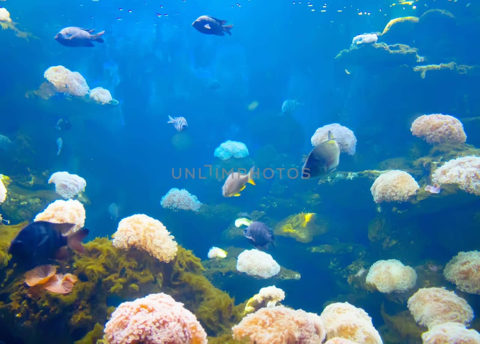 anemonefish in colorful coral