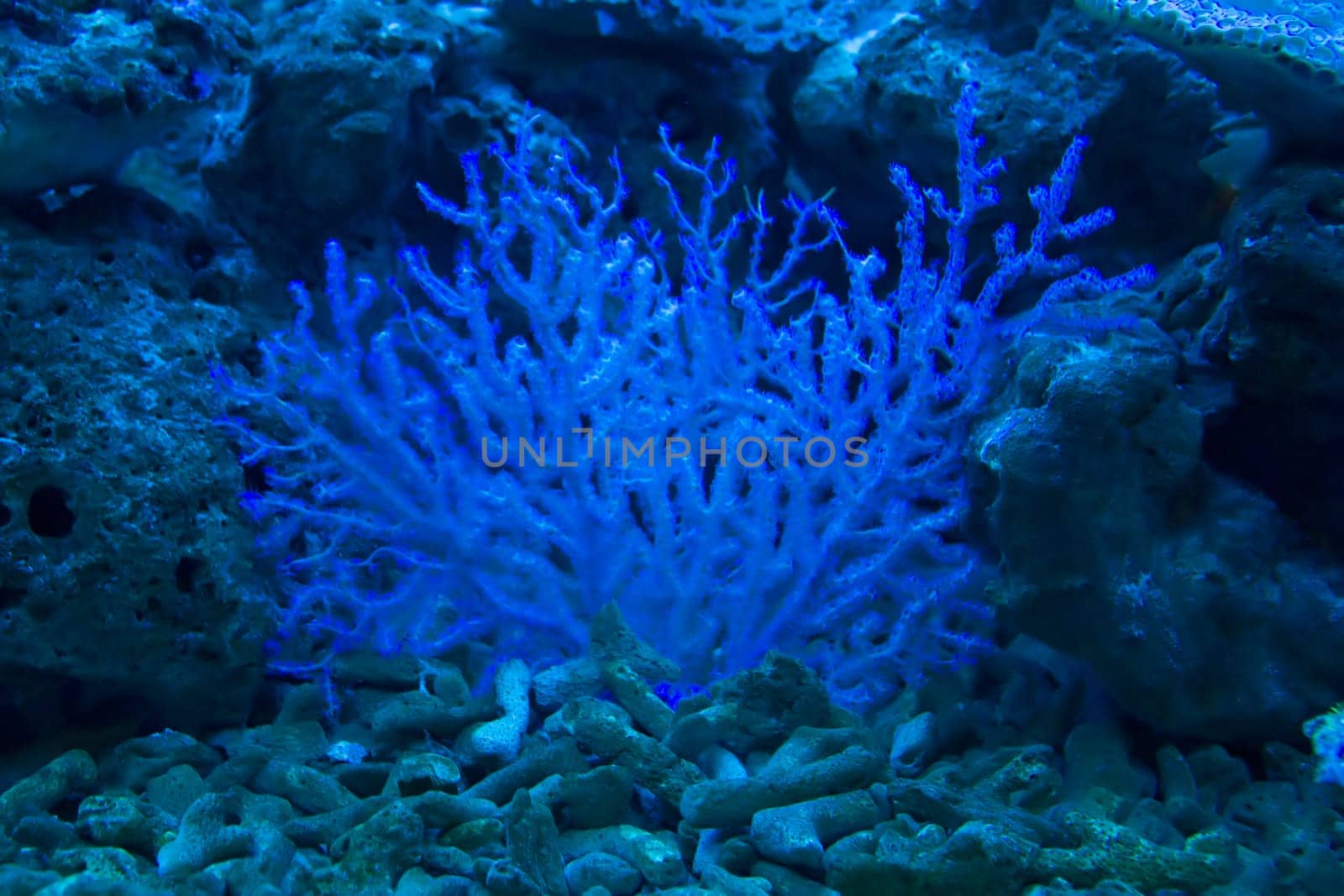 coral and ocean