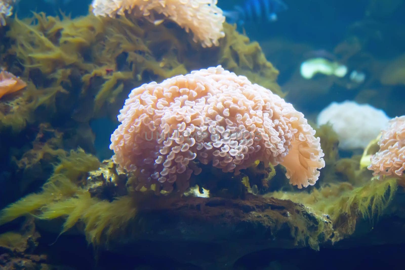 coral and ocean