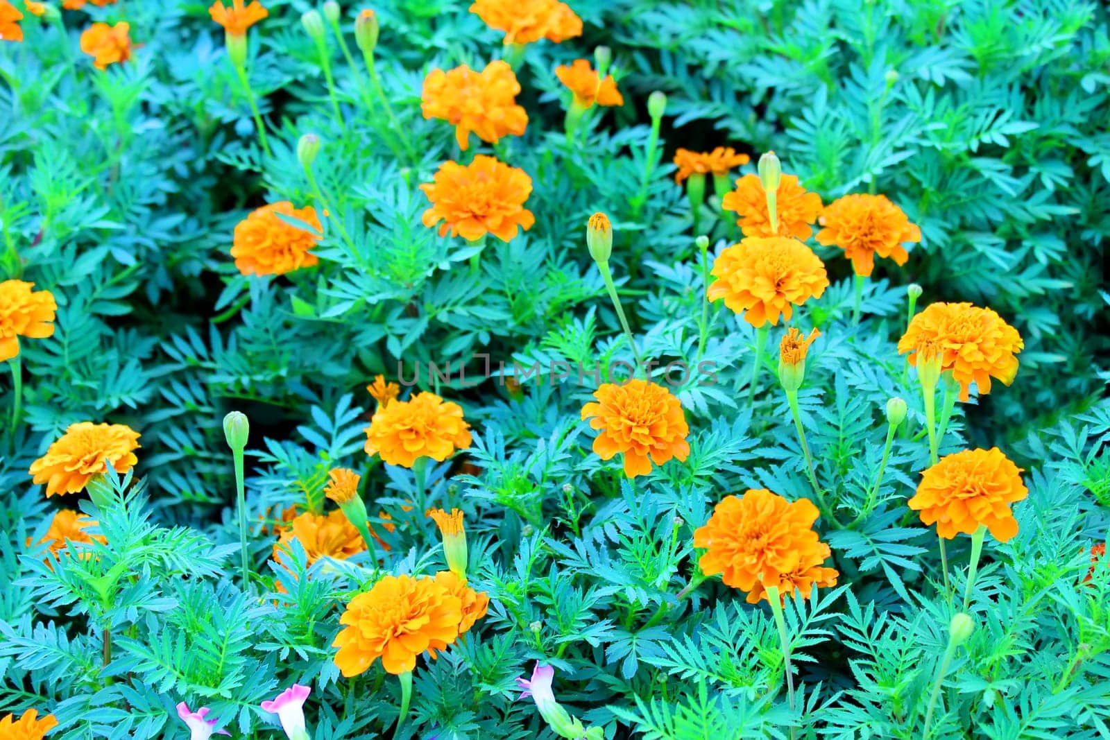 Bunch of Yellow Daisies