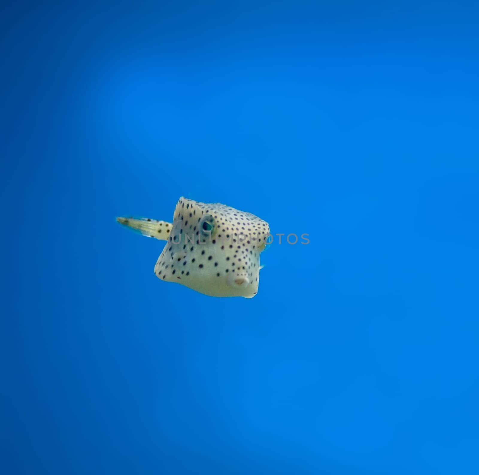 anemonefish