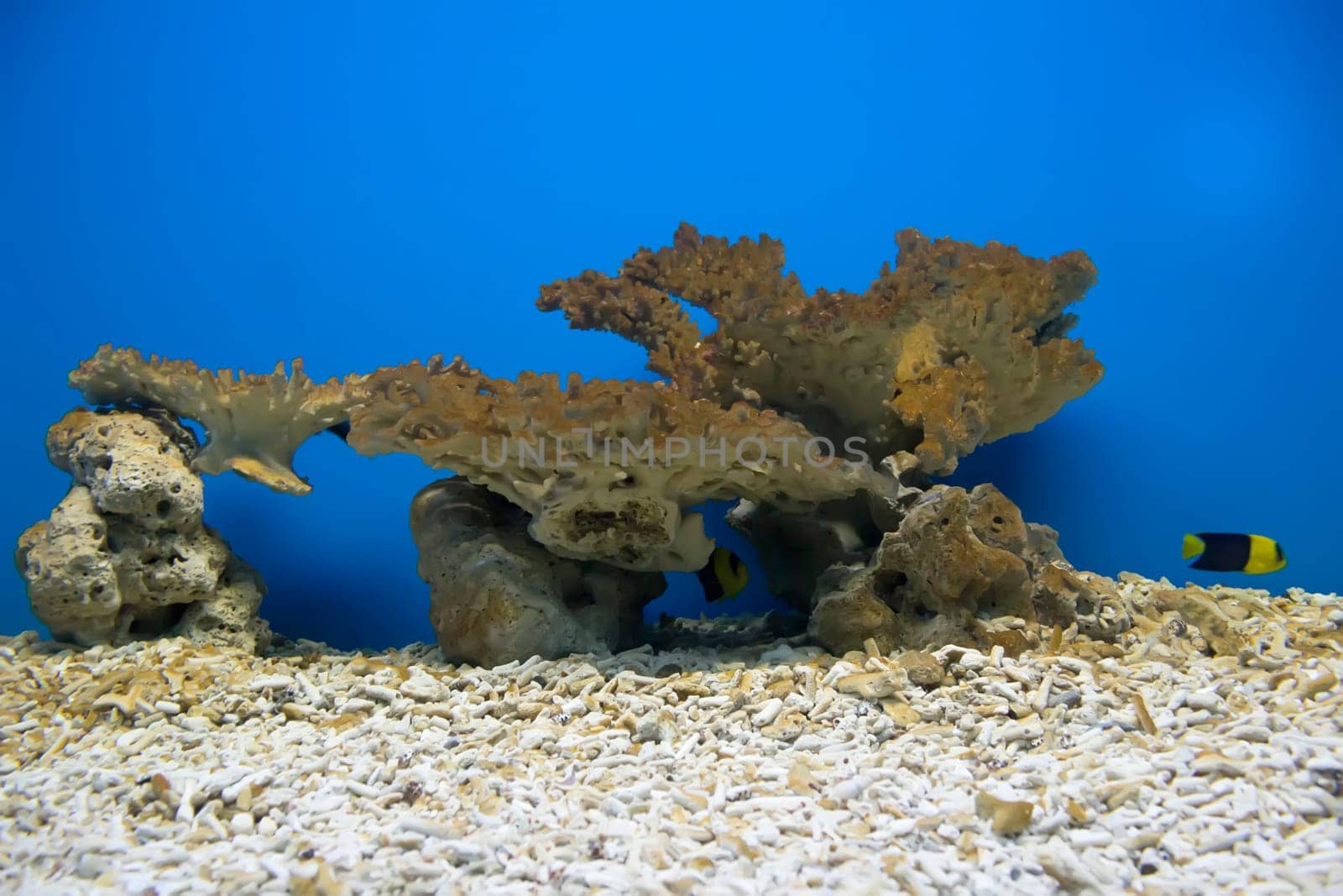 coral and ocean