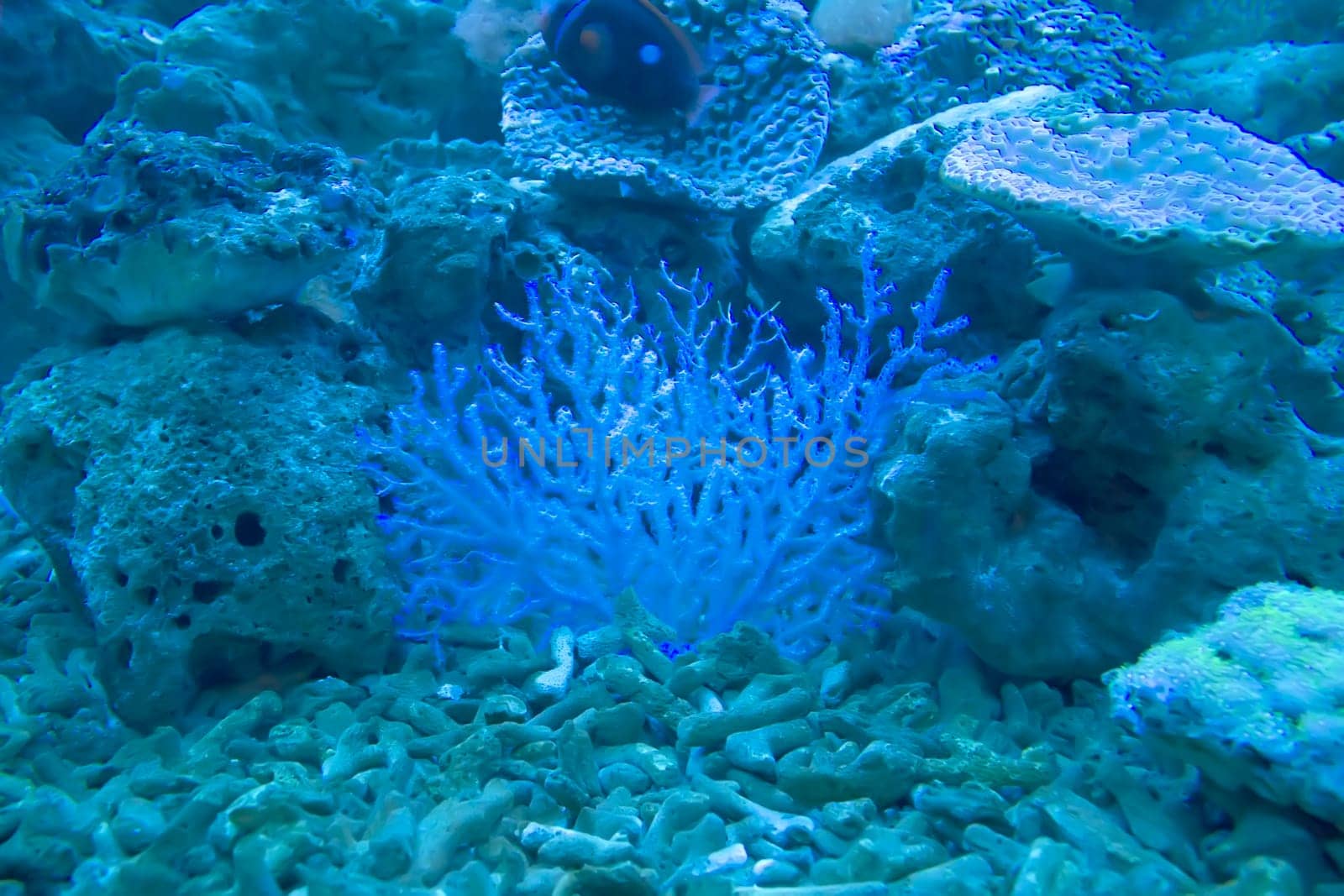 coral and ocean
